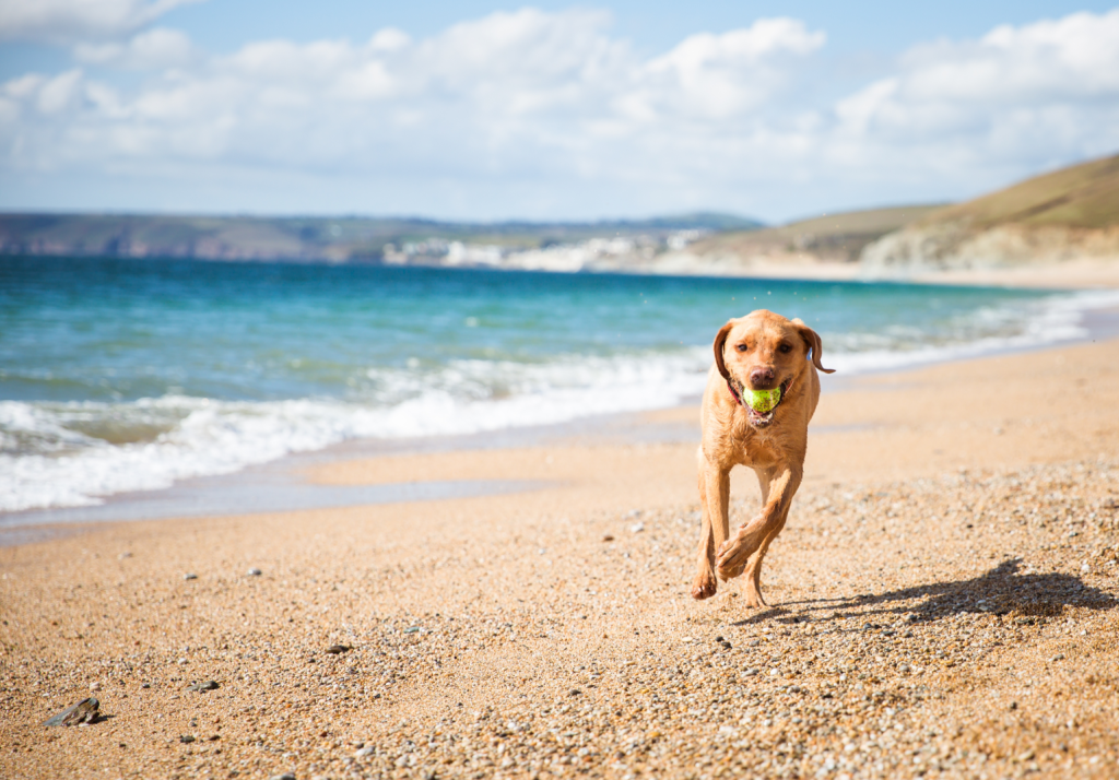 Take your pooch to one of these dog-friendly beaches